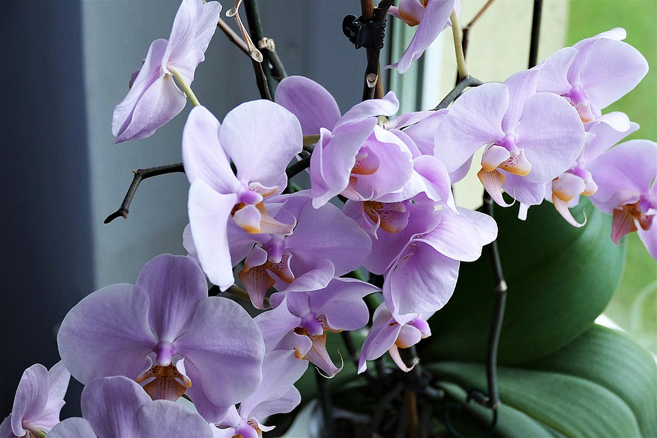 Jak správně zalévat orchideje