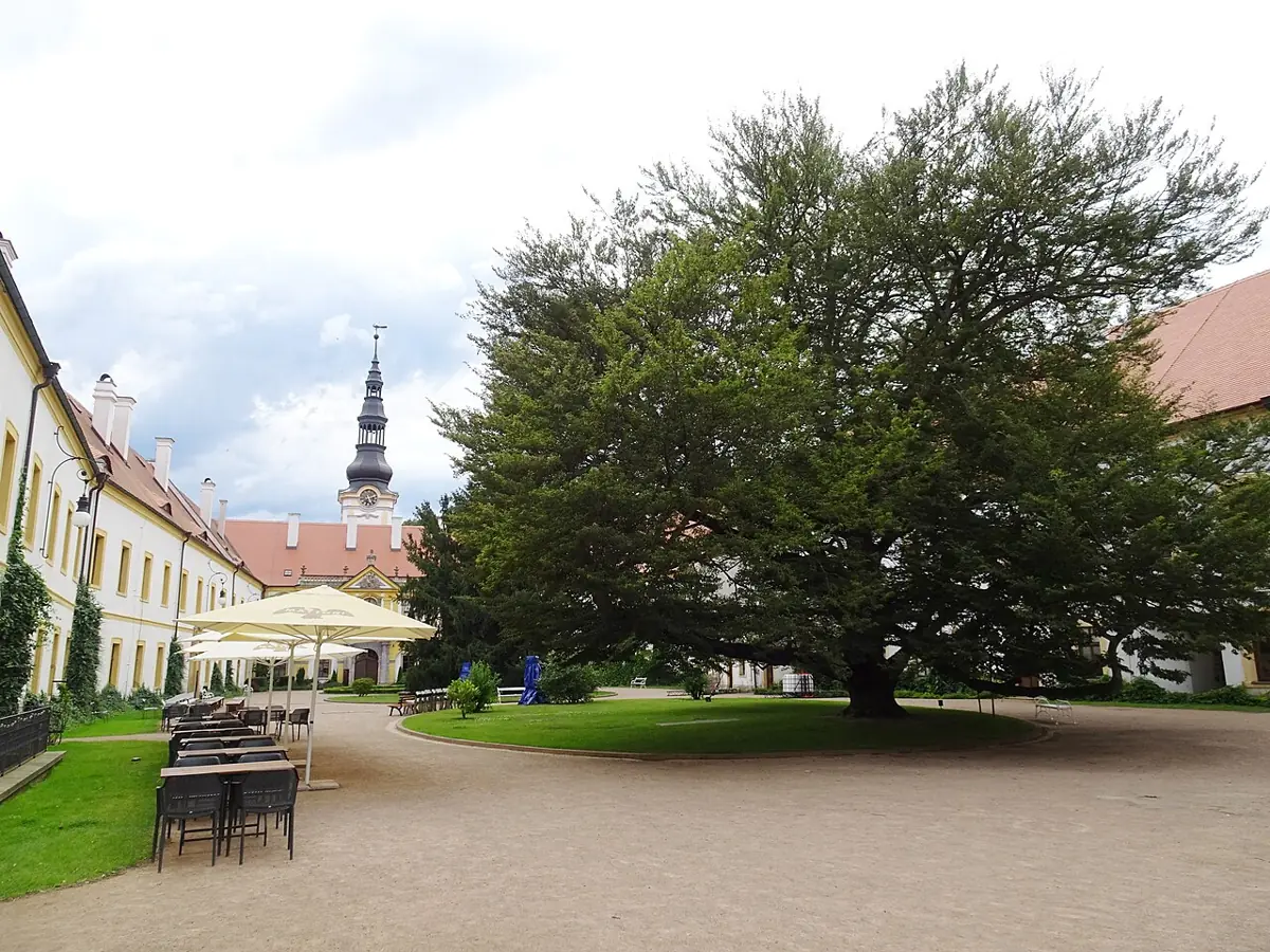 Nádvoří děčínského zámku se stromem a budovami kolem