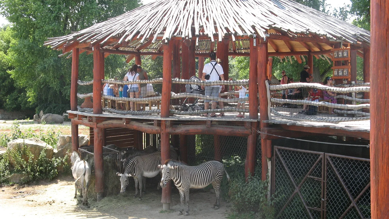 Zebry pod dřevěnou vyhlídkou v safari ve Dvoře Králové