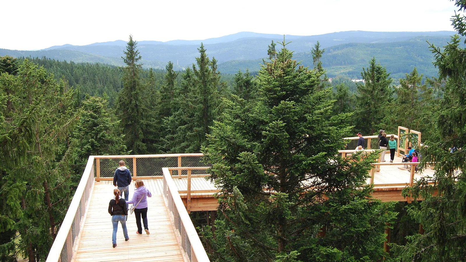 Dřevěný chodník Stezky korunami stromů Lipno mezi korunami smrků
